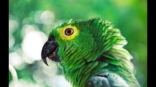 Beautiful parrot's Must funny videos from TikTok trend hahaha. makes me laugh love it trends 2022