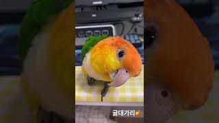 낑깡이 미모 포텐터진날