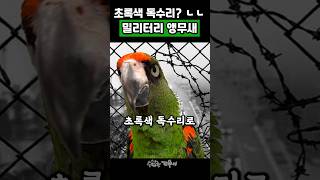 초록색 독수리 #앵무새 #동물 #웃긴영상 #반려동물