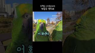 산책안시켜주면 화낸다고 말하는 앵무새 #아랑이 #아마존…