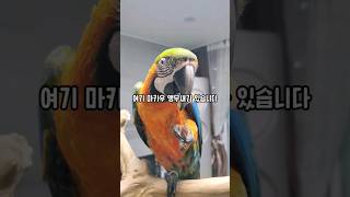 앵무새를 키울때 버리면 편해지는 한가지 #마카우 #해탈…