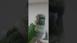 위풍당당 김초코 #parrot #앵무새
