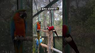 하이텐션은 이런것?   #가족여행 #대구이월드#금강앵무새 #하이텐션앵무새 #춤추는앵무새 #대구동물원#이월드동물원