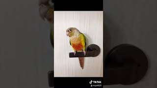 이쁜 소망이(코뉴어)