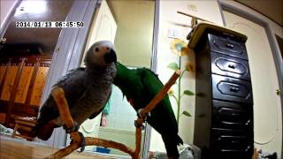 회색앵무&뉴기니아