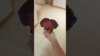 심심하면 주인에게 걸어오는 앵무새 ㅋㅋ