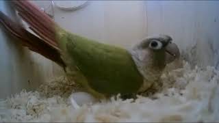 파인애플 코뉴어 짝짓기 모음 (Pineapple Conure Parrot Mating collections)