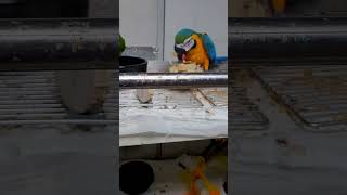 한스마카우, 청금강 앵무새