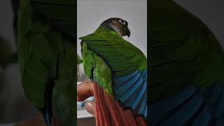 코뉴어앵무새#하랑이#하봉이#parrot