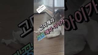 까꿍 말하는 앵무새 퀘이커 목소리 #이쁜목소리 #shortsfeed  #쌩앵아치