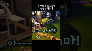 나 싸납다 만지지말라고 직접 말하는 앵무새 #아랑이 #…