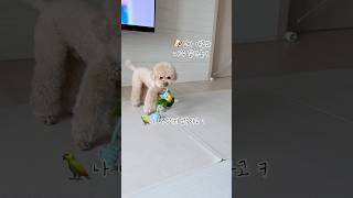 장난감을 향한 숨막히는 추격전! 그결과는?? #강아지 #반려견 #귀여운 #반려견#반려조#푸들#펫#cute#pet#앵무새#노란머리카이큐#카이큐#반려동물