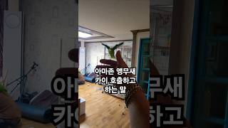 카이  불렀더니 하는  말 #birds #말하는 #아마존 #앵무새 #parrot #pets #카이 #앵톡