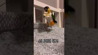 앵DHD 카이큐 #shorts #parrot #caique #앵무새 #카이큐 #ズグロシロハラインコ