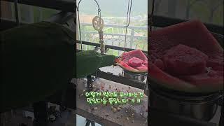 아기 뉴기니아 크롱이 수박 해채 쇼 #뉴기니아 #parrot #뉴기니아앵무 #birds #반려동물 #뉴기니아앵무새 #수박사랑 #parrotlover