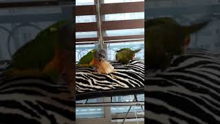 세네갈 모란 로리 모임