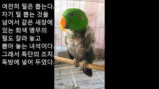 self injury Eclectus parrot th…