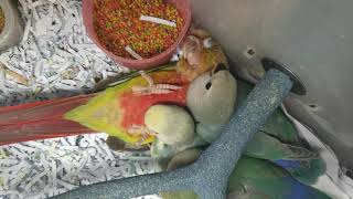 베개는 역시 코뉴어 배~베개ㅋ