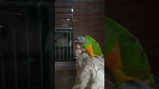 세네갈앵무 손으로 과자먹기