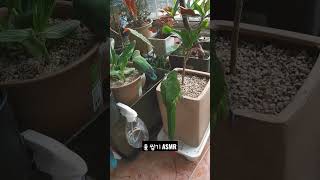 [모란앵무 한스마카우] 흐린 날 화분 돌 씹기 asmr…