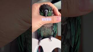 너무 눌리는거 아냐? 앵무새 바다  #앵무새#찹쌀떡