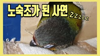 새장에서 안자는 앵무새 (노숙조가 된 사연)A parr…