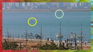 똑똑한 앵무새가  이제 막 자유비행을 시작한 친구를 위…