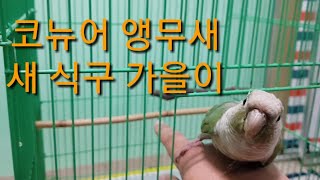 공서연.앵무새 가을이.코뉴어.2019.11.13.