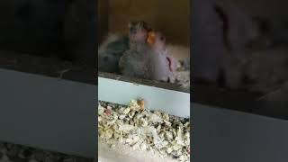 스칼렛앵무 2022년아기들...