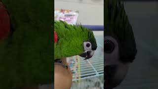 안녕하는 한스마카우 사랑이 #한스마카우 #앵무새 #parrot #hahnsmacaw