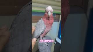 등과 날개 핸들링 시도 중인데..#갈라코카투 #앵무새 #parrot #birds