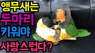 앵무새를 두마리 키워야 하는이유.