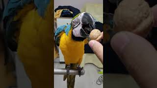 호두가 너무 먹고싶은 루카 #macaw #청금강앵무새 …
