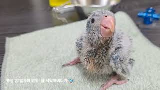 [치로의하루#1] 블루퀘이커 아가새 먹고 자고 싸는 치…