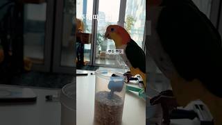 카이큐 뚜껑열기