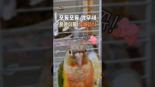 앵무새픽 sexy food