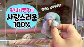소음만 빼면 완벽한 앵무새 ✨ 세상에서 가장 귀여운 퀘…