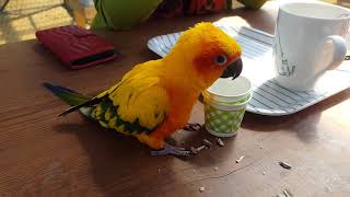 썬코뉴어 앵무새 춤추는 모습
