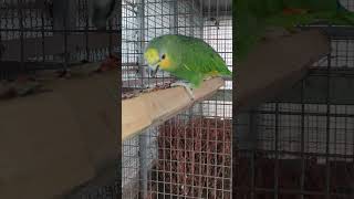 아마존C 와 저 멀리 좌측 상단에는 세네갈 앵무입니다