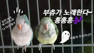 퀘이커앵무새Quaker Parrot 순도리♡부츄 (어둠의 속삭임~역시 내새꾸!!)