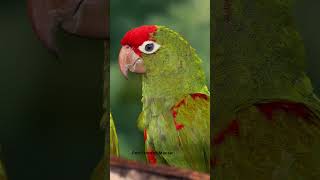 Most Beautiful Macaws You Have See