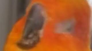 다메다메 앵무새 ver