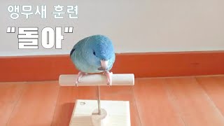 [앵무새 훈련]&quot;돌아&quot; 가르치기-초급