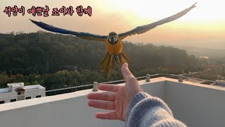 우리집 첫째 청금강 조이언니와 호출훈련 ( 석양이 예쁜…