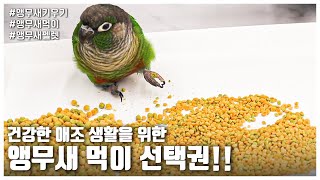 [앵무새키우기] 건강한 애조 생활을 위한 앵무새 먹이 …