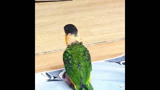 검은머리카이큐 .앵무새는 모두 똑똑한것같아요