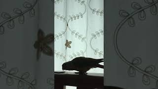 잠 깨우는 소망이(코뉴어)