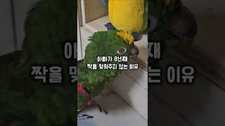 인형을 보고 남자친구라고 생각한건지 돌변하는 앵무새 #평생솔로예약 #호르몬변화 #아마존앵무새첼로