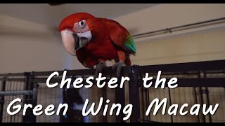 Meet Our Humans  - With Chester the Green-Wing Macaw & Ares the Blue and Gold Macaw