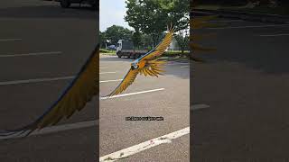 상암경기장에서 날아 다니는 앵무새 자유비행